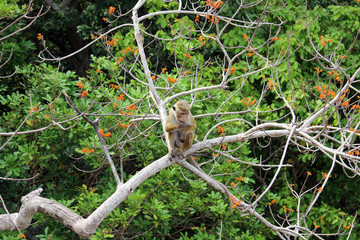 The Lankan monkey around Pidurangala Rock, near Sigiriya