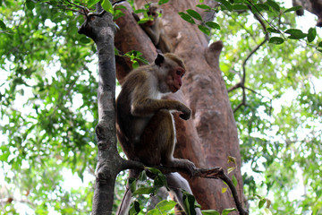 The Lankan monkey around Pidurangala Rock, near Sigiriya
