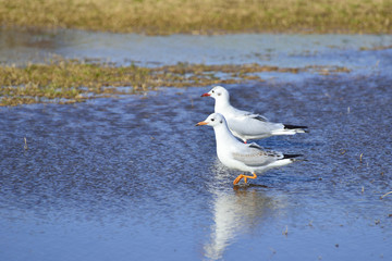 Couple of seagulls wading in the puddle side by side.