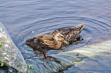 Downy Young Mallard With Mom 