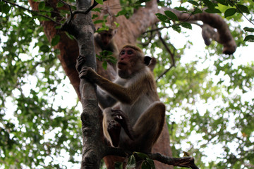 The Lankan monkey around Pidurangala Rock, near Sigiriya