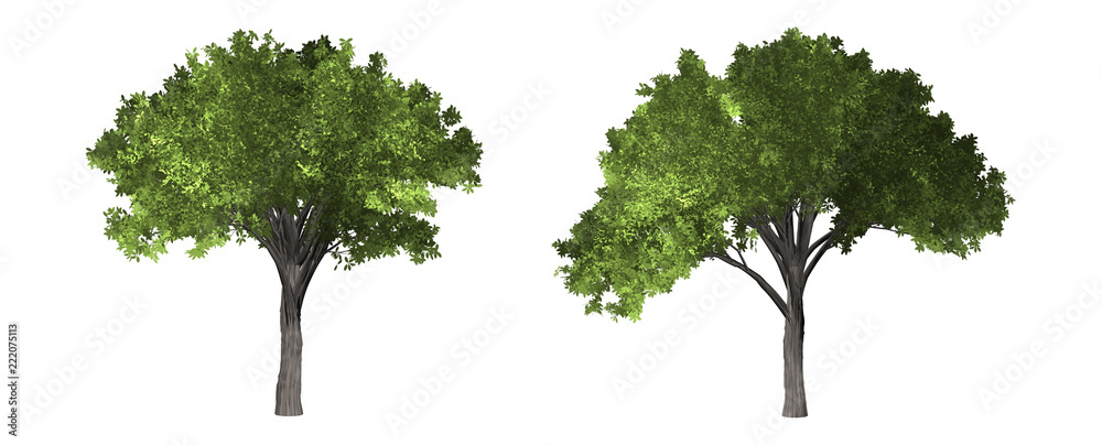 Sticker the collection of tree. tropical tree isolated on white background with clipping path.