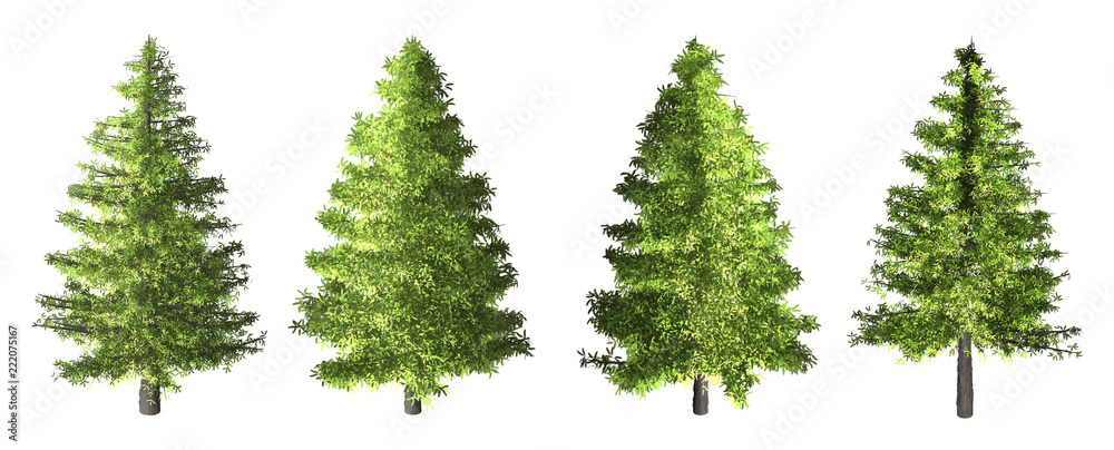 Wall mural the collection of tree. spruce tree isolated on white background with clipping path.