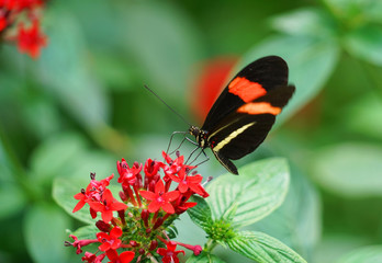 close up on beautiful butterfly on red flower