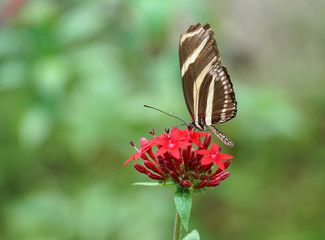 close up on beautiful butterfly on red flower