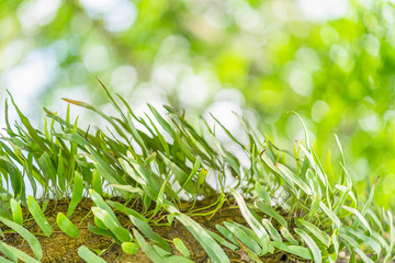 Pyrrosia fern on tree in the rainforest