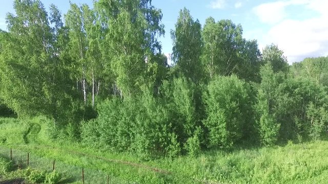 rise above the birches