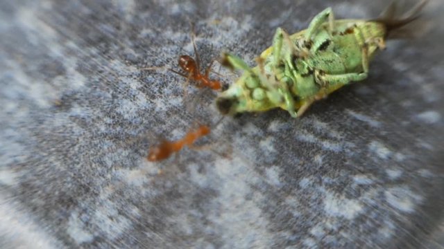 Group of red ants eating dead bug Macro view,soft focus