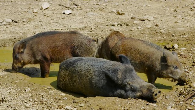 angry wild pig mother banish her cabs away from the mud