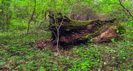 Old moss covered stump in the forest