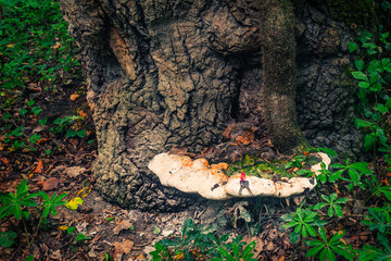 Huge mushroom parasite on the trunk of a tree