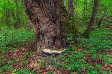 Huge mushroom parasite on the trunk of a tree