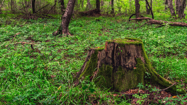 Fototapeta Old moss covered stump in the forest