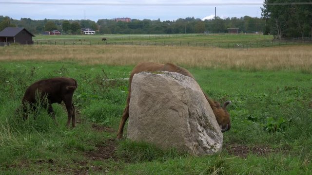 A European Bison is scratching his head on a big stone while an other is eating grass, in a breeding farm in Sweden