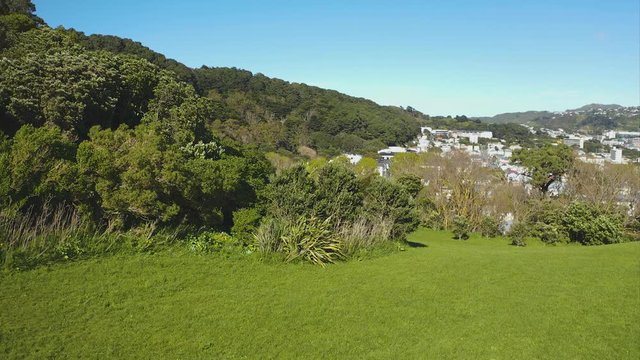New Zealand Falcon / Karearea diving for prey, 50% speed, wellington new zealand - mount victoria park.