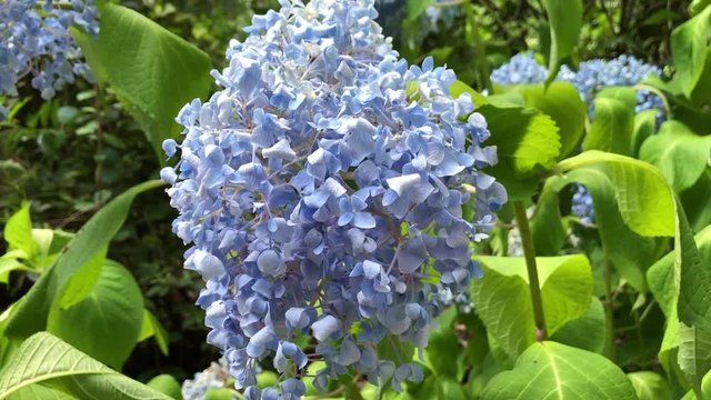 Close up of Blue Hydrangea