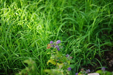 公園の花