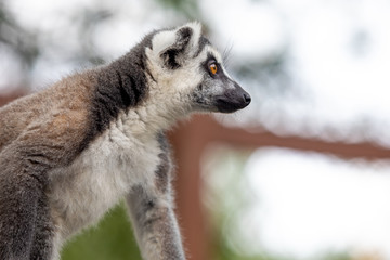 Naklejka na ściany i meble Lemur