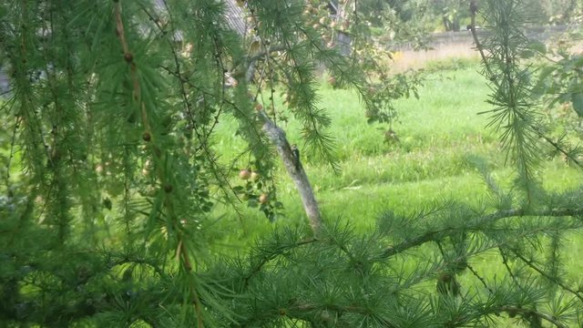 woodpecker at work