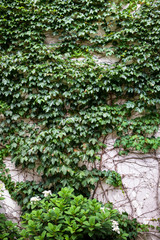 Fototapeta na wymiar Green Vines climbing up wall