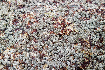 barnacle a marine crustacean with an external shell and itself permanently to stone