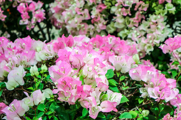bougainvillea white pink two tone color flower blooming