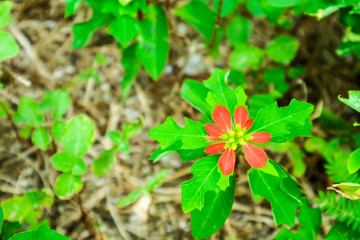 euphorbia heterophylla L, has long red flower and five element of leaves