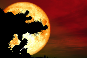 full blood moon back silhouette cactus in desert land
