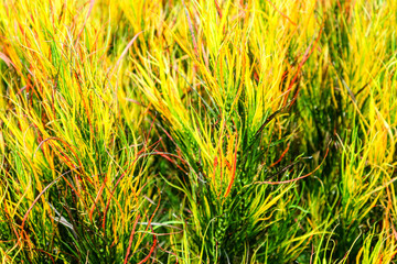 garden croton rainbow leaves is often grown in tropical gardens © darkfoxelixir