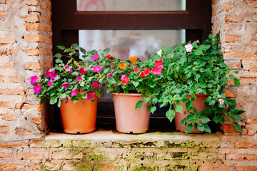 Fototapeta na wymiar Window decorated with flower plants