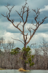 Close up of skeleton tree