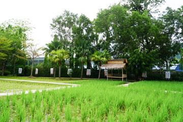 Fototapeta na wymiar Beautiful view of rice paddy field, Green Rice grows in the field