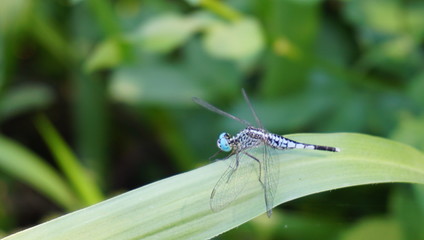 dragonfly on leaf