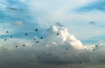 Flocks of birds flying in the sky.