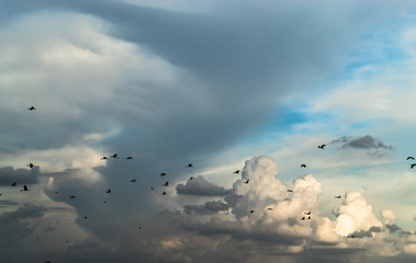 Flocks of birds flying in the sky.