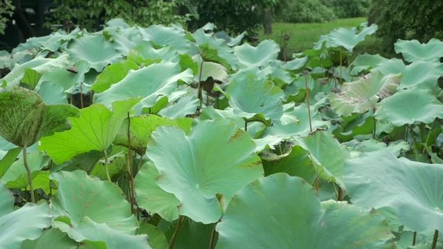 Lotus Leaf smooth pan from right to left.