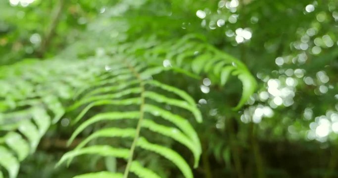 4k leafs with camera movements and focus change.