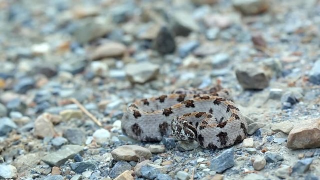 A Western Pigmy Rattlesnake, Sistrurus Miliarius Streckeri, Rattles It's Tail, Reacts To Something And Then Strikes Defensively.