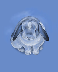 rabbit blue