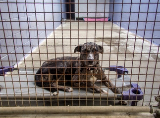 Abandoned homeless shelter dog behind bars at the pound