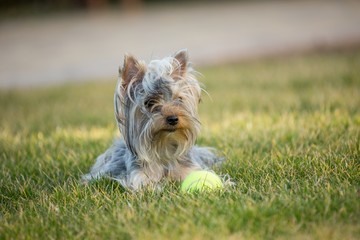 Yorkshire Terrier Puppy Lying Down on the Lawn with Tennis Ball