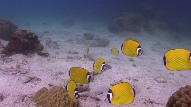 Big school of Butterfly fish swmming around the reef.
