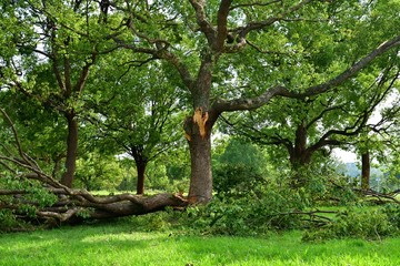 大木がへし折られる猛烈台風の威力