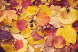autumn leaves with water drops
