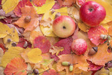 apples and autumn leaves with rain drops