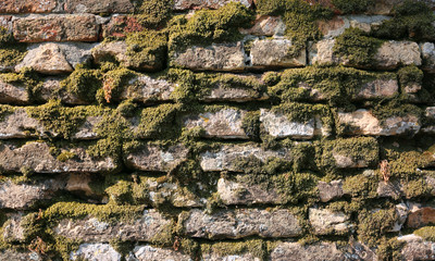 wall with a lot of moss and lichens due to the high humidity