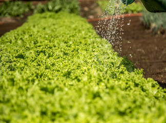 cultivation and harvesting of lettuce irrigation