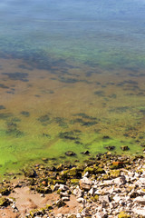 Green dirty water off the coastline of the pond.