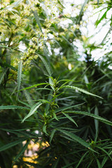 Branch of cannabis and marijuana. Ganja, hemp beautiful tree.