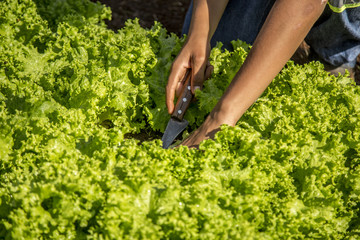 Naklejka na ściany i meble cultivation and harvesting of lettuce irrigation
